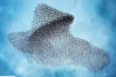 Vogelschwarm